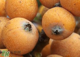 枇杷什么時候成熟？枇杷什么時候上市？