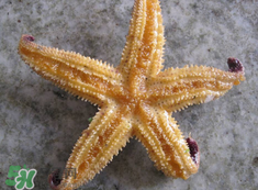 海星怎么吃？海星能吃嗎？
