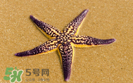 海星怎么吃？海星能吃嗎？