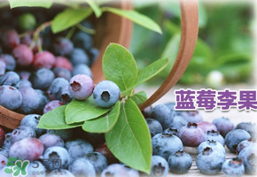 藍(lán)莓李果是假的嗎？火車上的藍(lán)莓李果是真的嗎？