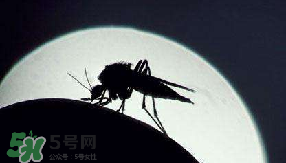 蚊蟲叮咬會傳播艾滋病嗎？蚊蟲會傳染乙肝嗎？