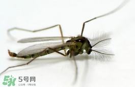 蚊蟲叮咬會傳播艾滋病嗎？蚊蟲會傳染乙肝嗎？