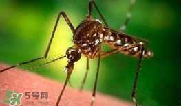 什么防蚊效果好？嬰兒用什么防蚊？
