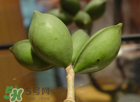 檳榔為什么會上癮？檳榔上癮怎么戒？