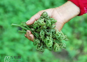 糖尿病能吃蕨菜嗎？糖尿病可以吃蕨菜嗎？