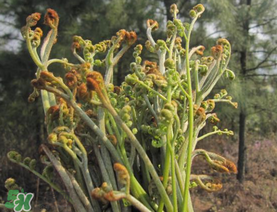 糖尿病能吃蕨菜嗎？糖尿病可以吃蕨菜嗎？