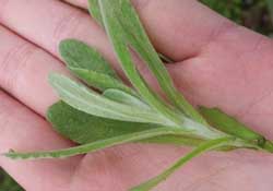 清明菜怎么做好吃？清明菜怎么做止咳？