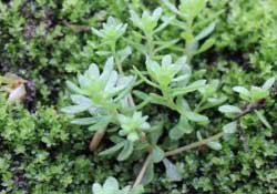 清明菜是什么菜？清明菜是艾草嗎？