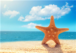 海星怎么吃？海星能吃嗎？