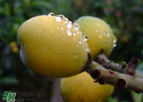 糖尿病能吃枇杷嗎？糖尿病人能吃枇杷嗎？