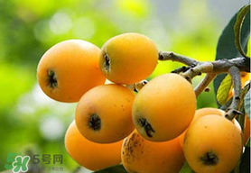 寶寶感冒可以吃枇杷嗎？寶寶感冒能吃枇杷嗎？