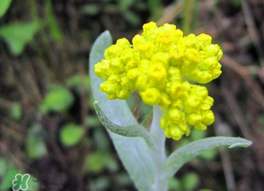 清明菜開花了能不能吃？清明菜怎么吃？
