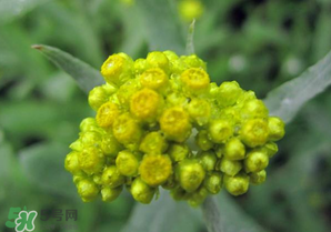 清明菜開花了能不能吃？清明菜怎么吃？