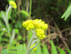 清明菜開花了能不能吃？清明菜怎么吃？