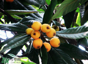 枇杷樹幾年結(jié)果？枇杷樹為什么不結(jié)果？