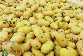 芒果爛了一點(diǎn)能吃嗎？芒果爛了一半還能吃嗎？