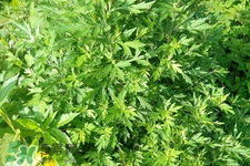 艾草可以治風(fēng)濕嗎？怎么用艾草治療風(fēng)濕？