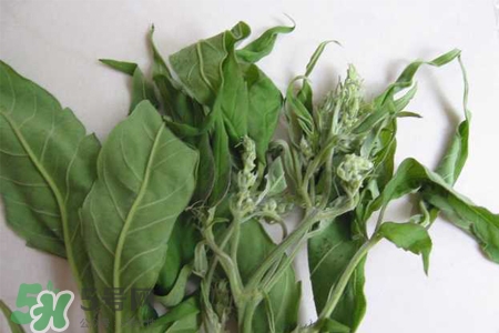 艾草可以治療宮寒嗎？艾草泡腳能治宮寒嗎？
