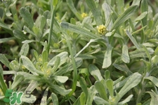 艾草能治療蕁麻疹嗎？艾草可以治療蕁麻疹嗎？