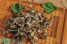 艾草可以治感冒嗎？艾草如何治療感冒？