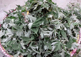 艾草可以治感冒嗎？艾草如何治療感冒？