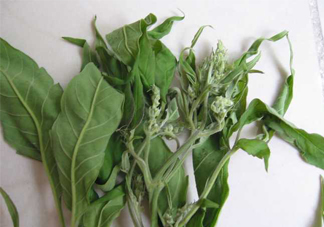 艾草可以治療宮寒嗎？艾草泡腳能治宮寒嗎？