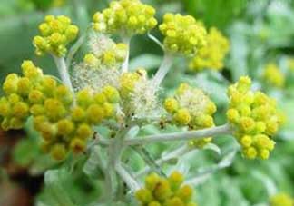 清明菜開花了能不能吃？清明菜怎么吃？