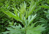艾草可以治腳氣嗎？艾草泡腳能治腳氣嗎？
