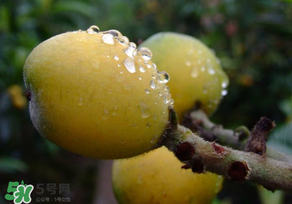 枇杷可以和蔥一起煮嗎？蔥和枇杷葉一起煮可以喝嗎？