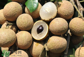 枇杷和龍眼能一起吃嗎？枇杷和桂圓能一起吃嗎？