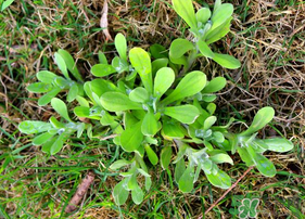 清明菜可以種植嗎？清明菜怎么種植？