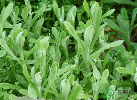清明菜可以種植嗎？清明菜怎么種植？