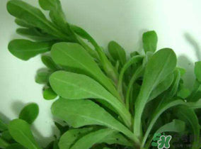清明菜可以降血壓嗎？清明菜能降血壓嗎？