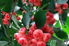 蓮霧是低糖水果嗎？蓮霧含糖量高嗎？