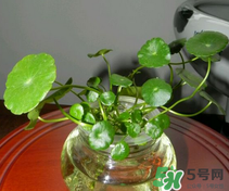 金錢草怎么養(yǎng)？金錢草好養(yǎng)嗎？