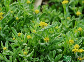 吃清明草有什么好處？清明草的功效與作用