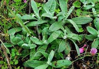 清明菜可以降血壓嗎？清明菜能降血壓嗎？