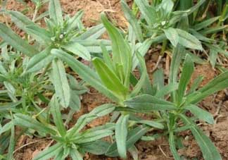 清明菜可以種植嗎？清明菜怎么種植？