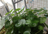 金錢草泡水喝的功效？金錢草有什么作用？