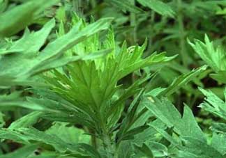 清明菜是什么？清明菜和艾草的區(qū)別