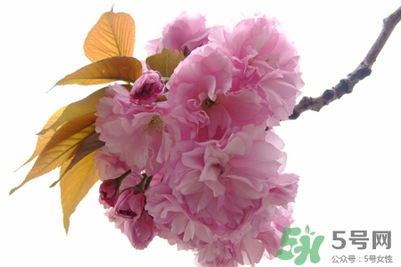 清明節(jié)掃墓能不去嗎？清明節(jié)上墳必須去嗎？