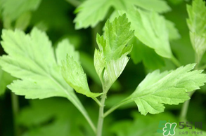 清明菜是什么？清明菜和艾草的區(qū)別 
