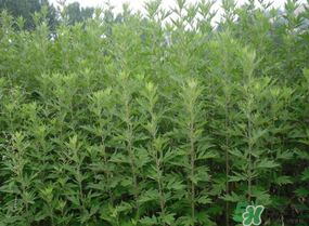 清明菜是什么？清明菜和艾草的區(qū)別 