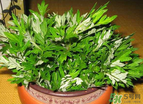 清明菜是什么？清明菜和艾草的區(qū)別 