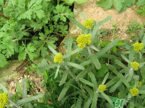 清明菜是發(fā)物嗎？清明菜是不是發(fā)物？