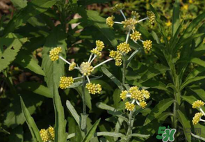 清明菜是發(fā)物嗎？清明菜是不是發(fā)物？