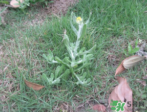 清明菜不能和什么同吃？清明菜和什么相克？
