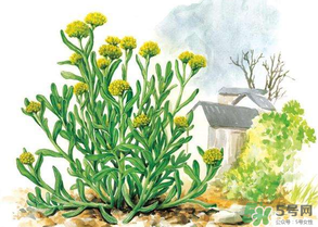 清明草叫什么？清明草有幾種？