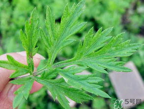 清明草是艾草嗎？清明菜是什么草？