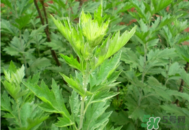 清明草是艾草嗎？清明菜是什么草？